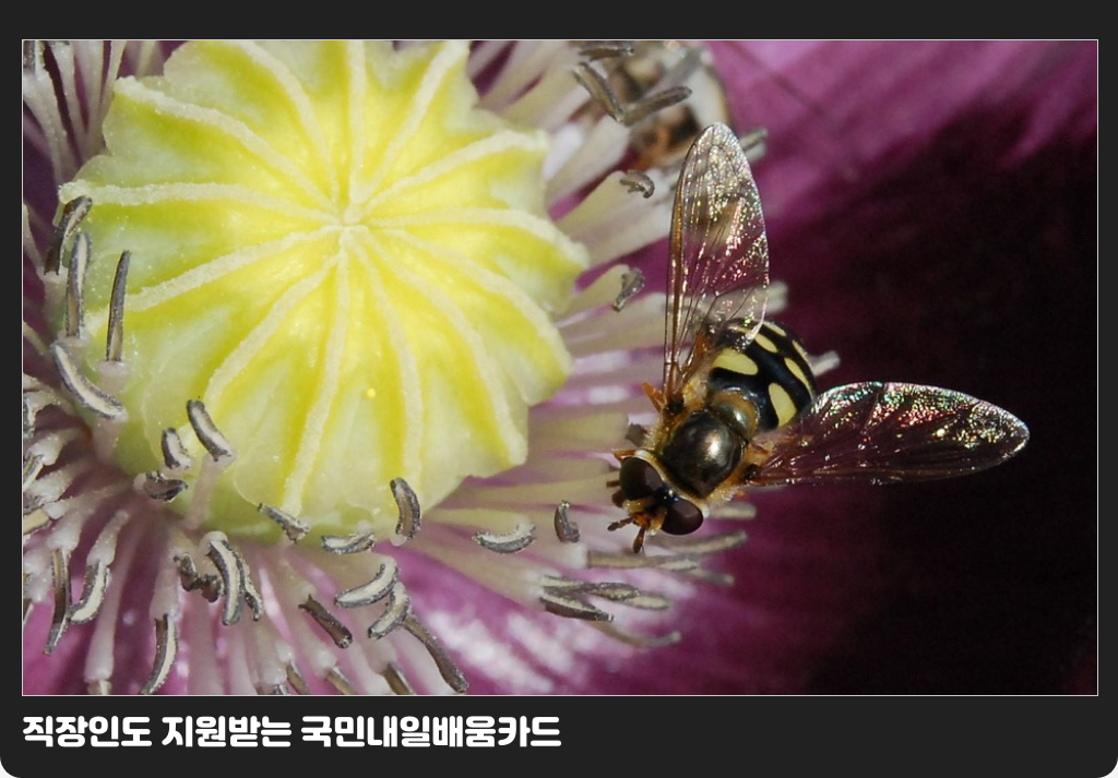 직장인도 지원받는 국민내일배움카드