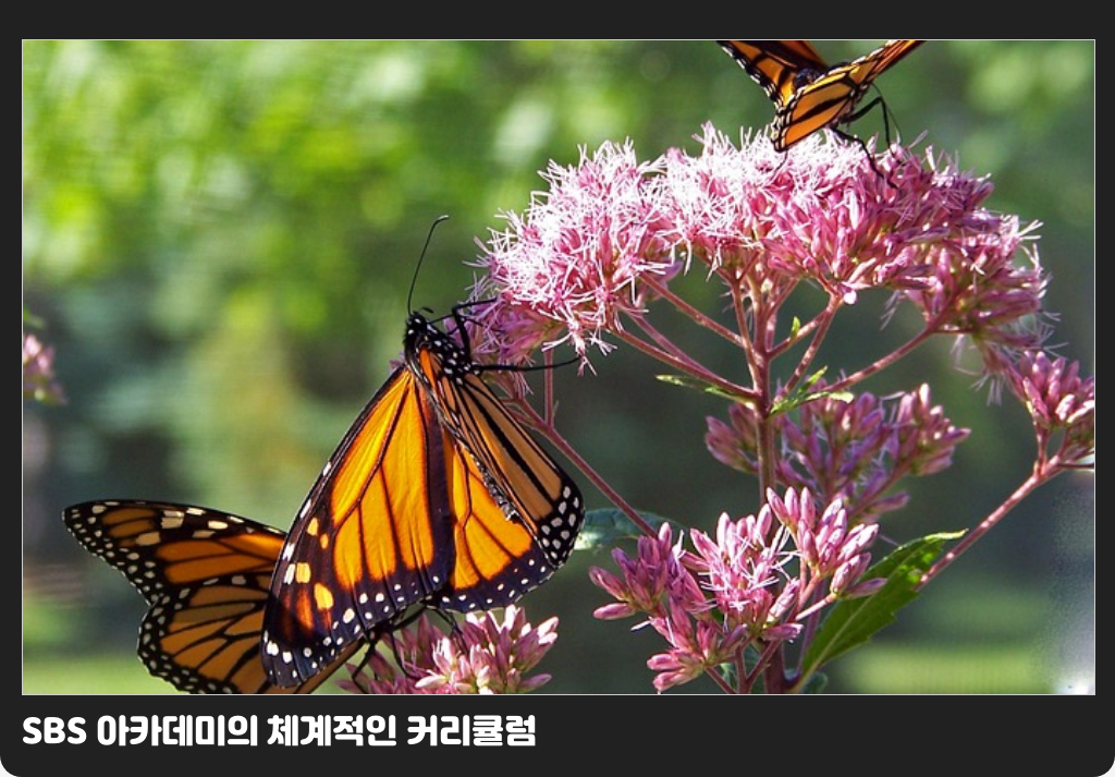 SBS 아카데미의 체계적인 커리큘럼