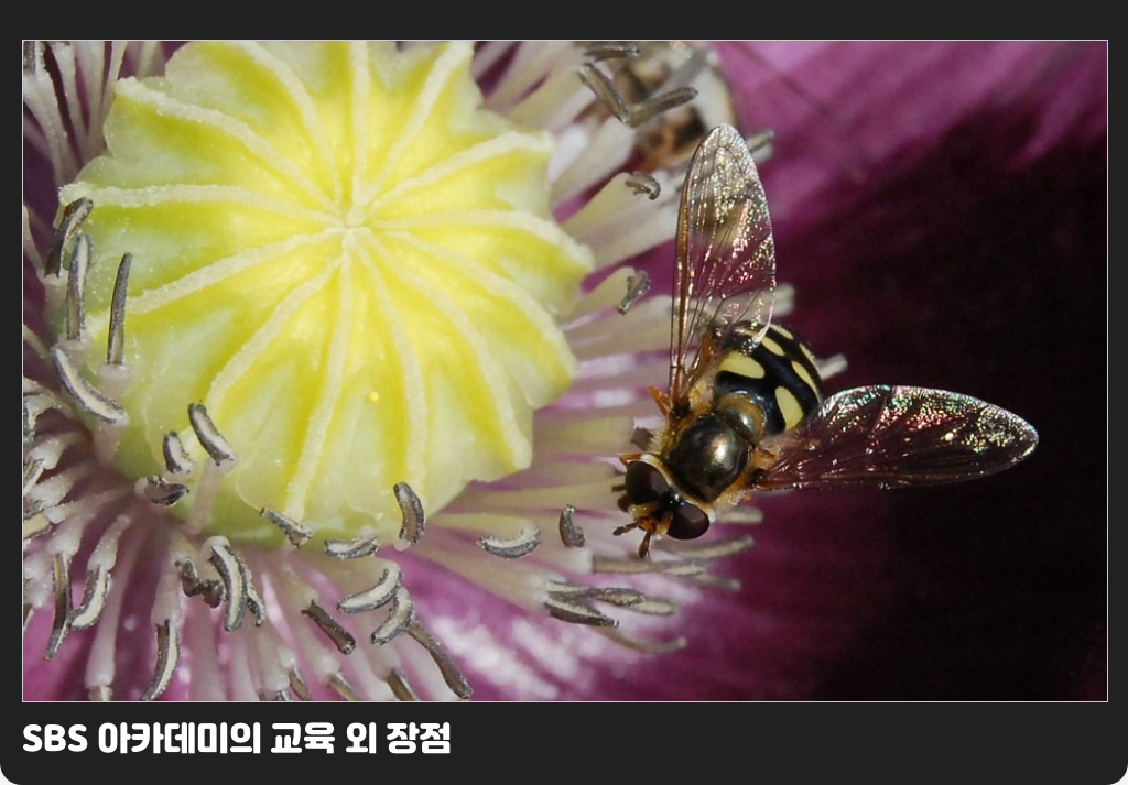 SBS 아카데미의 교육 외 장점
